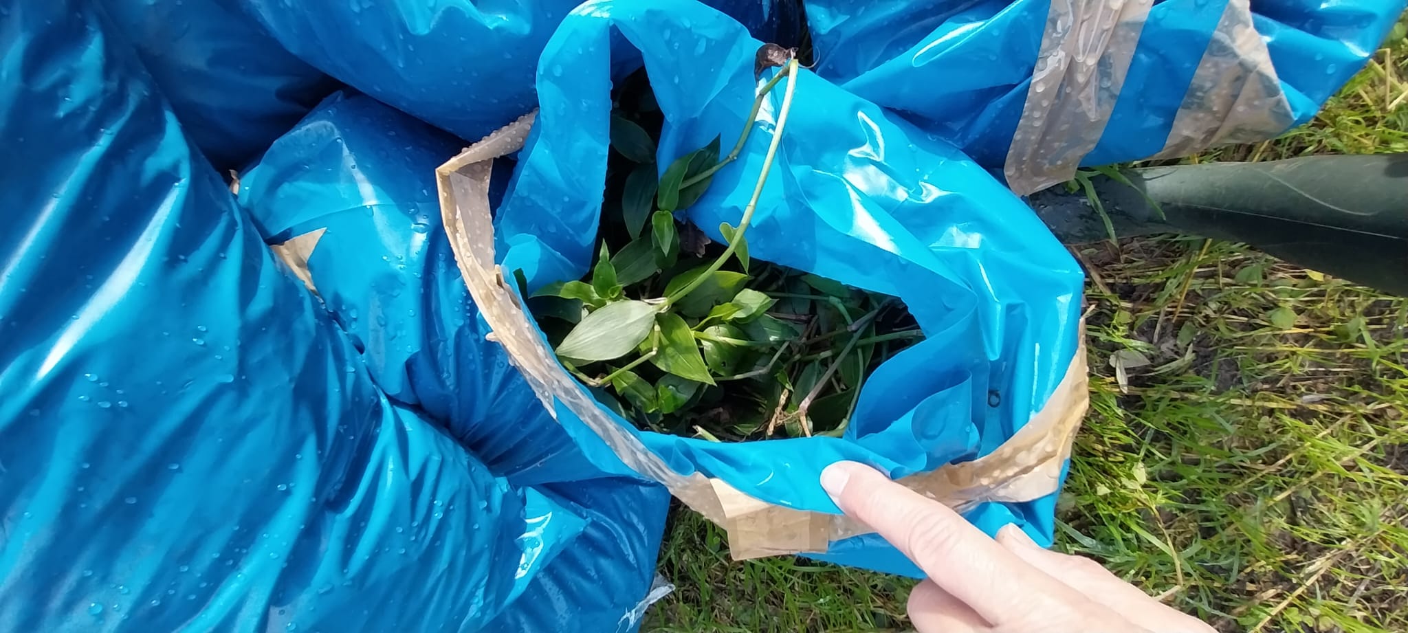 Xardín Botánico - Vista 2